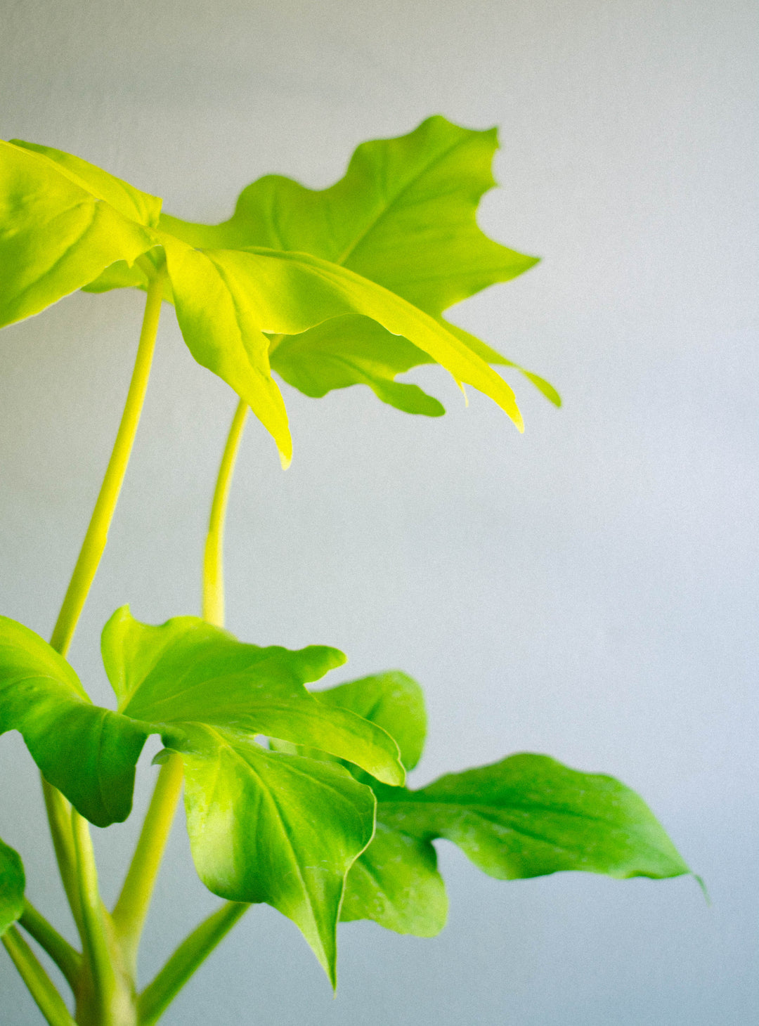 Walter (Philodendro Aureo)