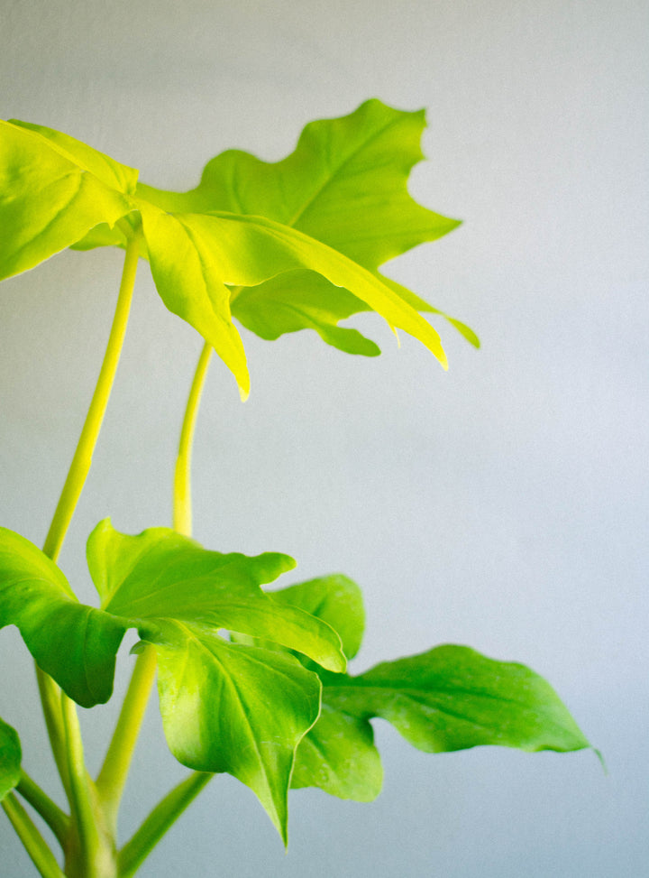 Walter (Philodendro Aureo)