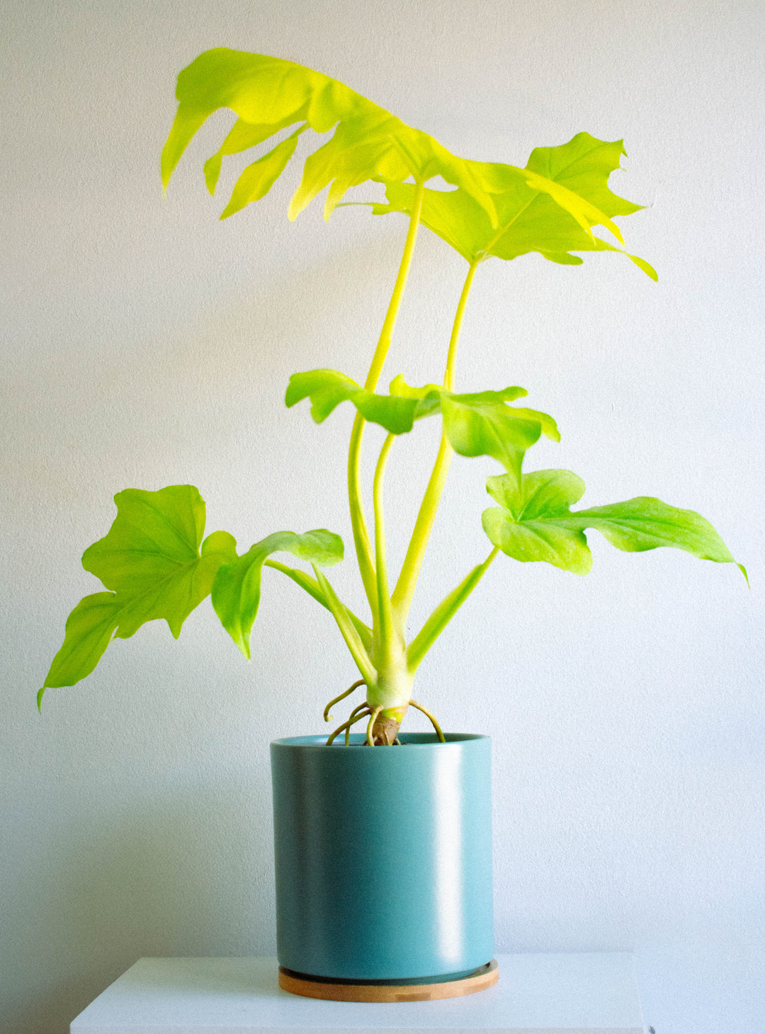Walter (Philodendro Aureo)