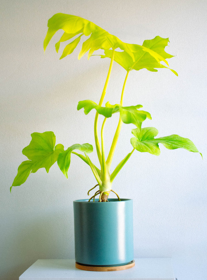 Walter (Philodendro Aureo)