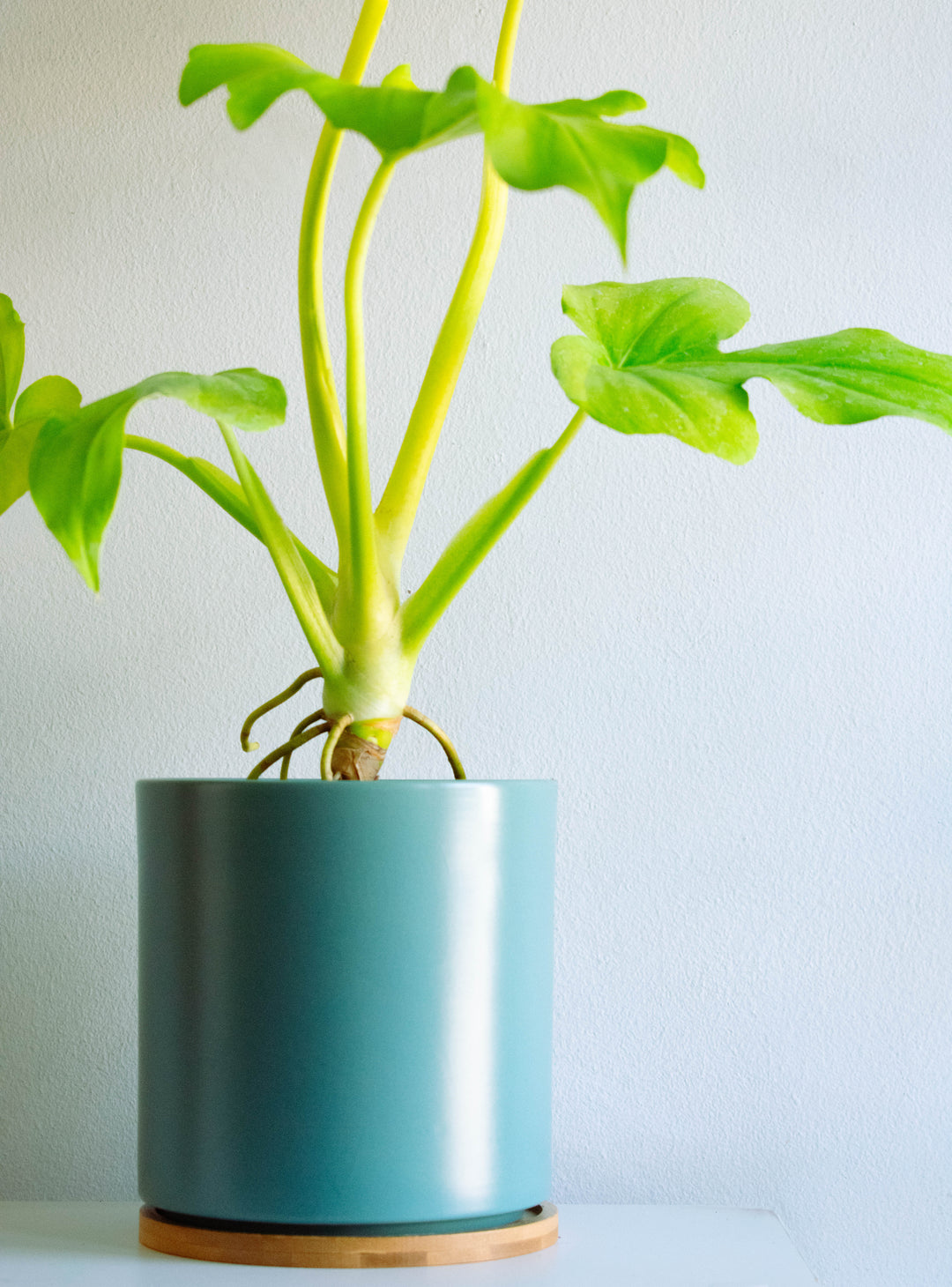 Walter (Philodendro Aureo)