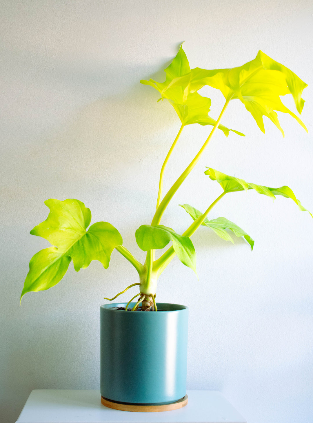 Walter (Philodendro Aureo)