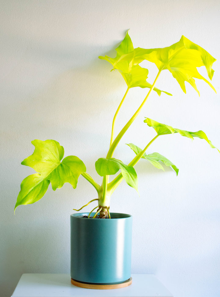 Walter (Philodendro Aureo)