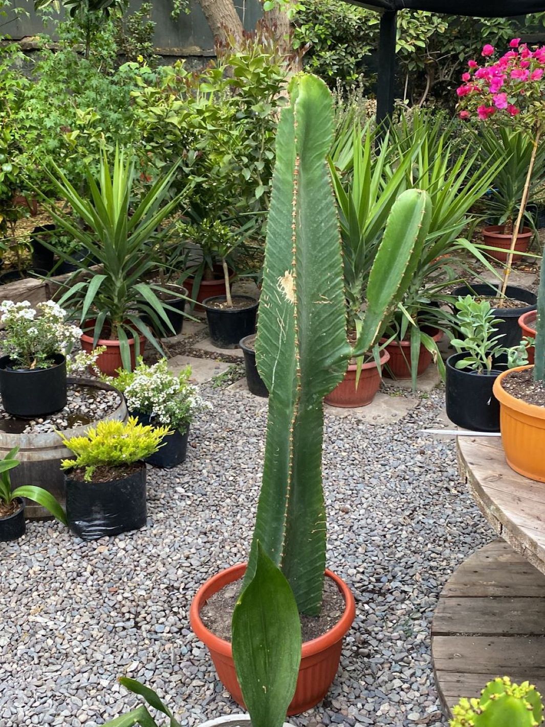Cactus Euphorbia XL