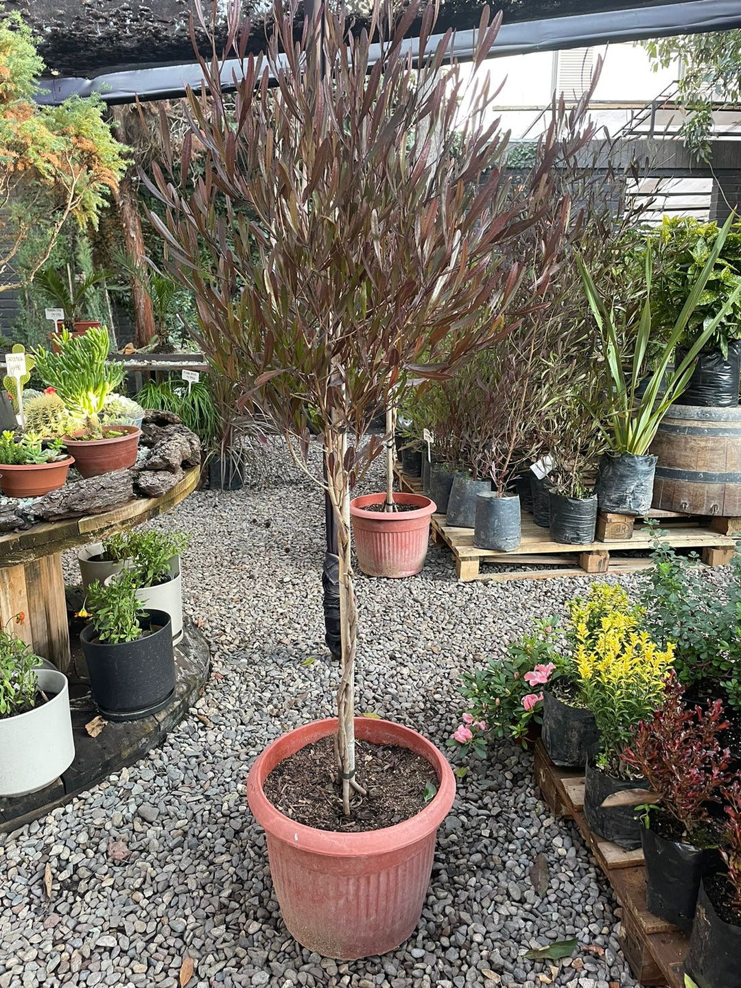 Stenocarpus de Pie Alto Trenzado