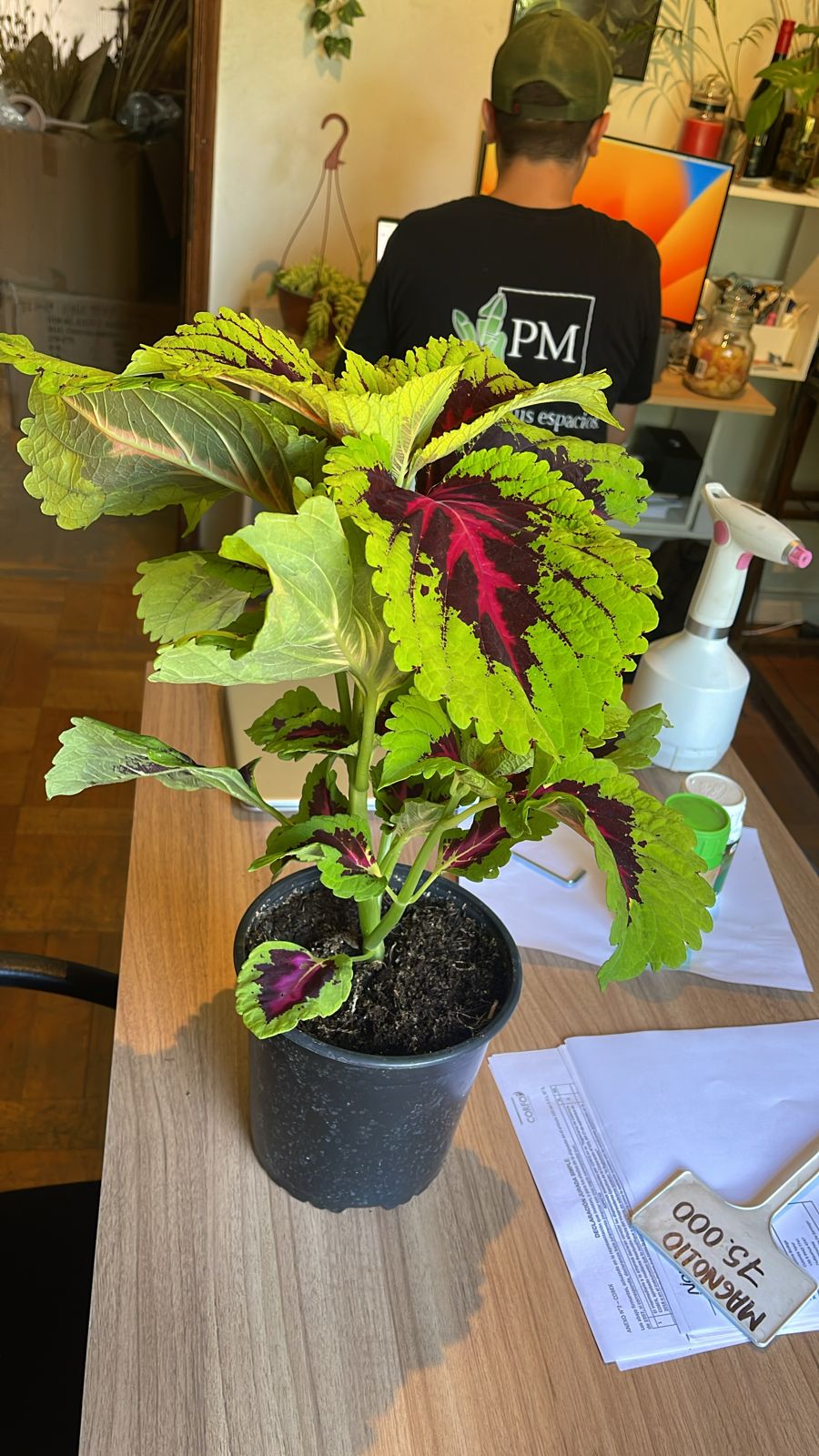 Coleus Kong