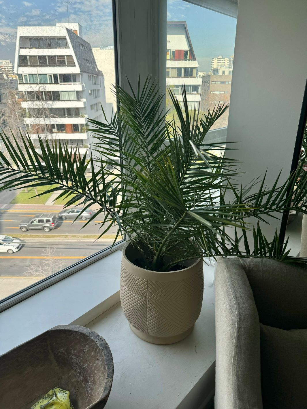 Fenix XL (Palmera Fenix)