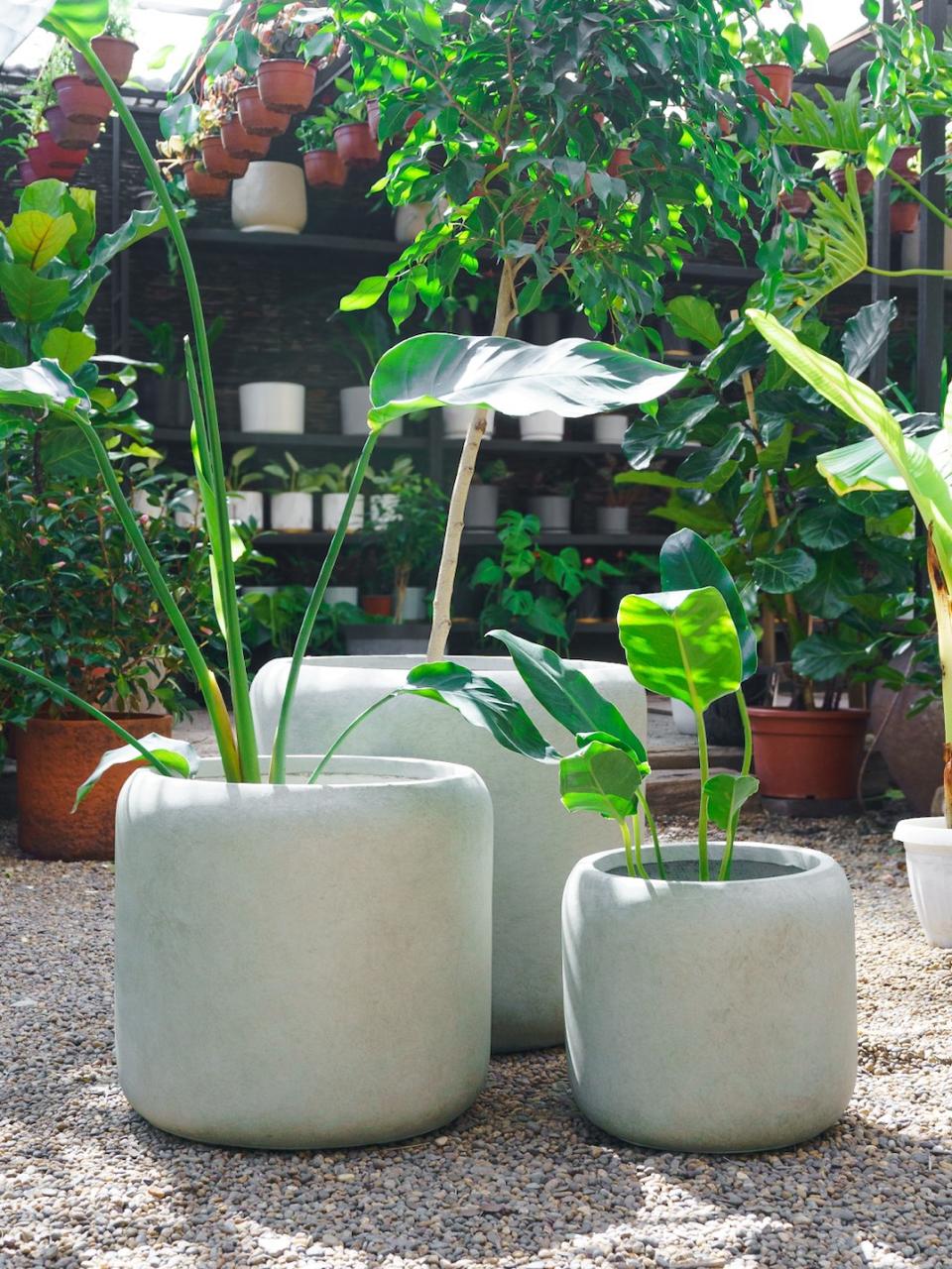 Hong Kong Verde 32 (Macetero Fiberclay)