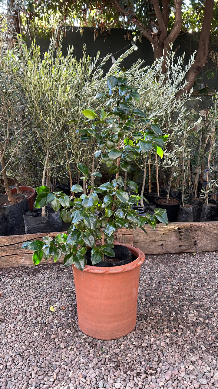 Celia XL (Camelia)