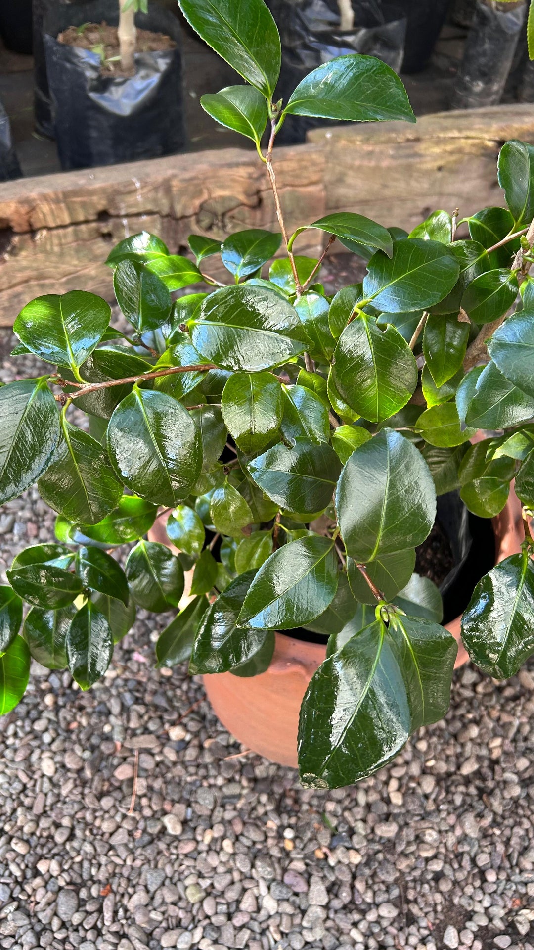 Celia XL (Camelia)