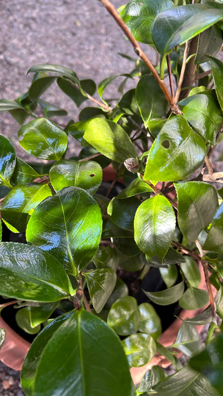 Celia XL (Camelia)