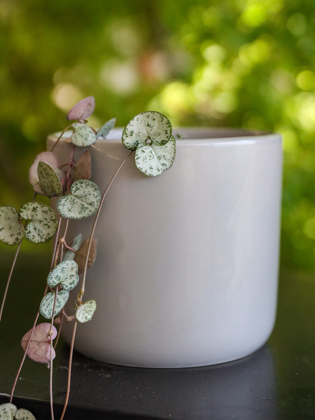 Cameron (Ceropegia Woodii M)