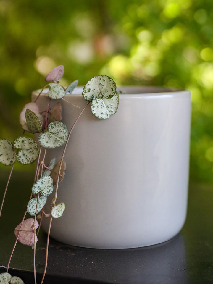 Cameron (Ceropegia Woodii M)