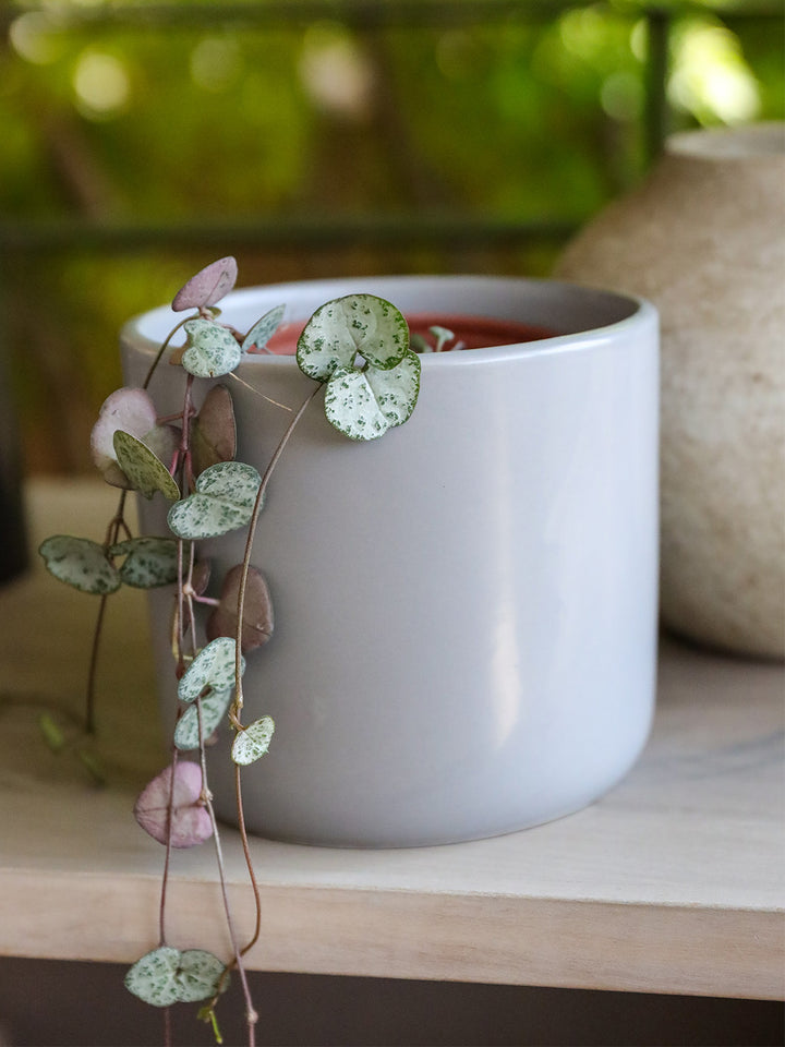 Cameron (Ceropegia Woodii M)