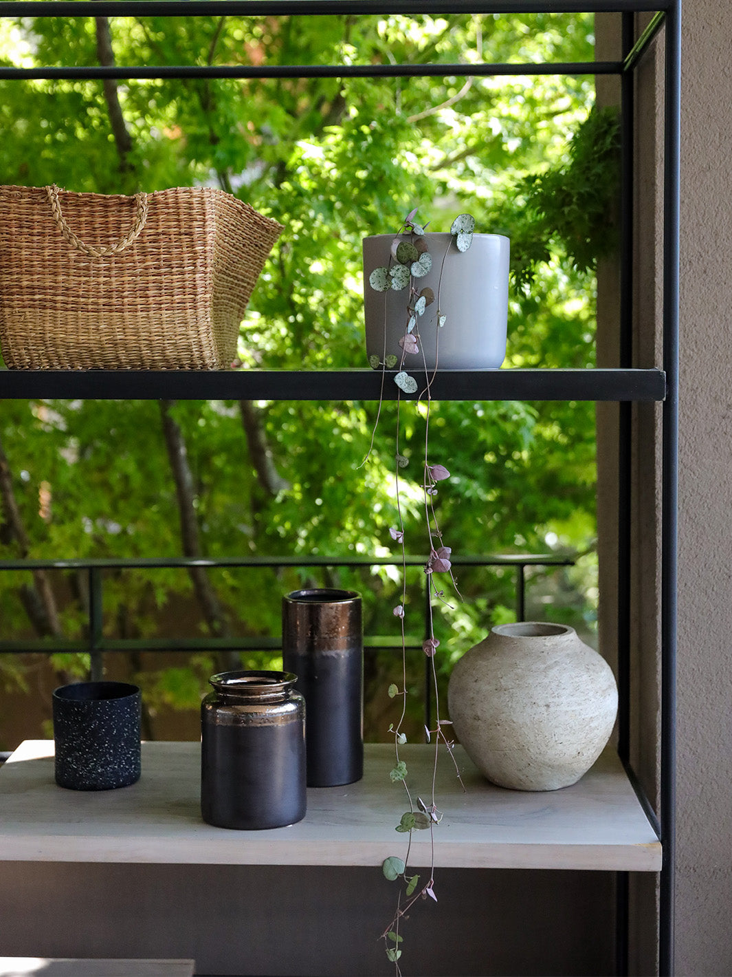 Cameron (Ceropegia Woodii M)