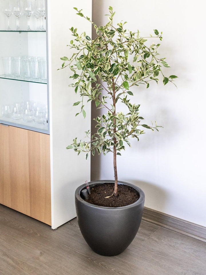 Esteban (Ficus Español) L