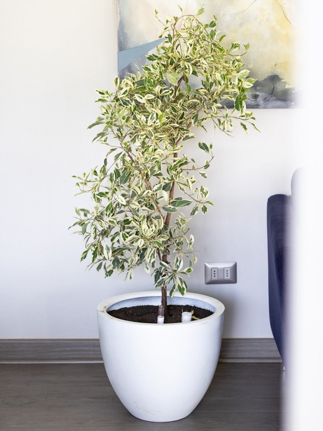Esteban (Ficus Español) L
