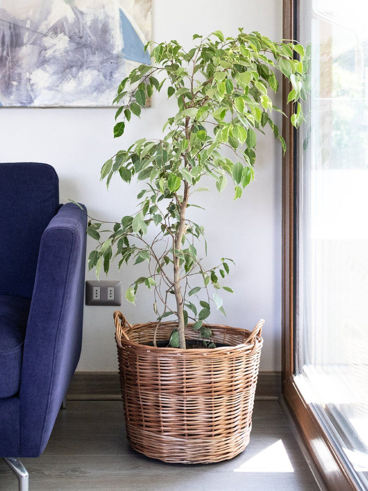 Esteban (Ficus Español) L