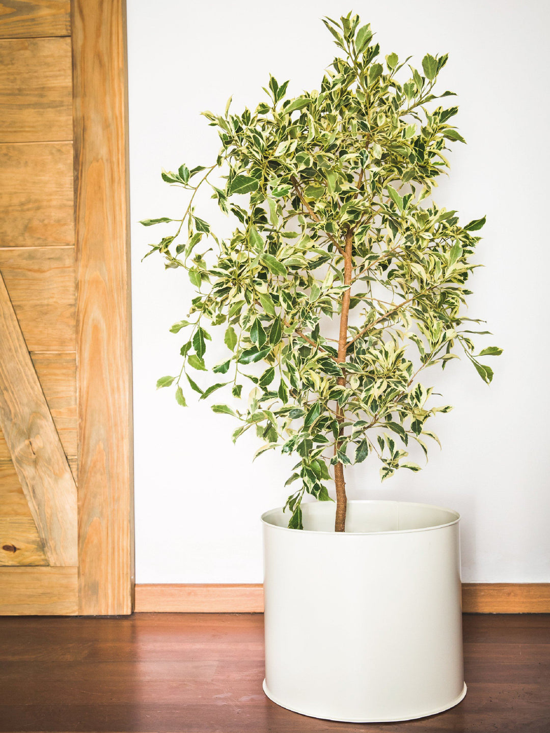 Esteban (Ficus Español) L