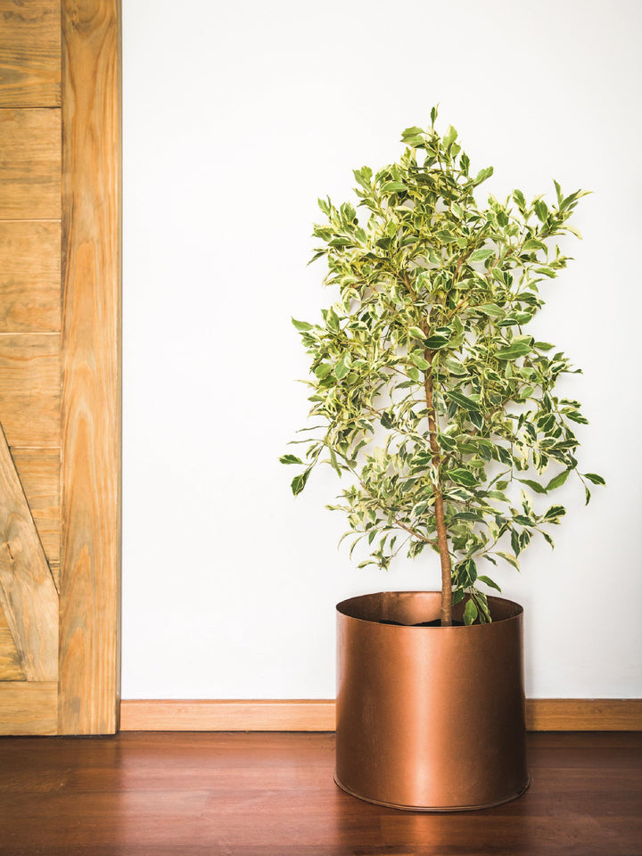 Esteban (Ficus Español) L