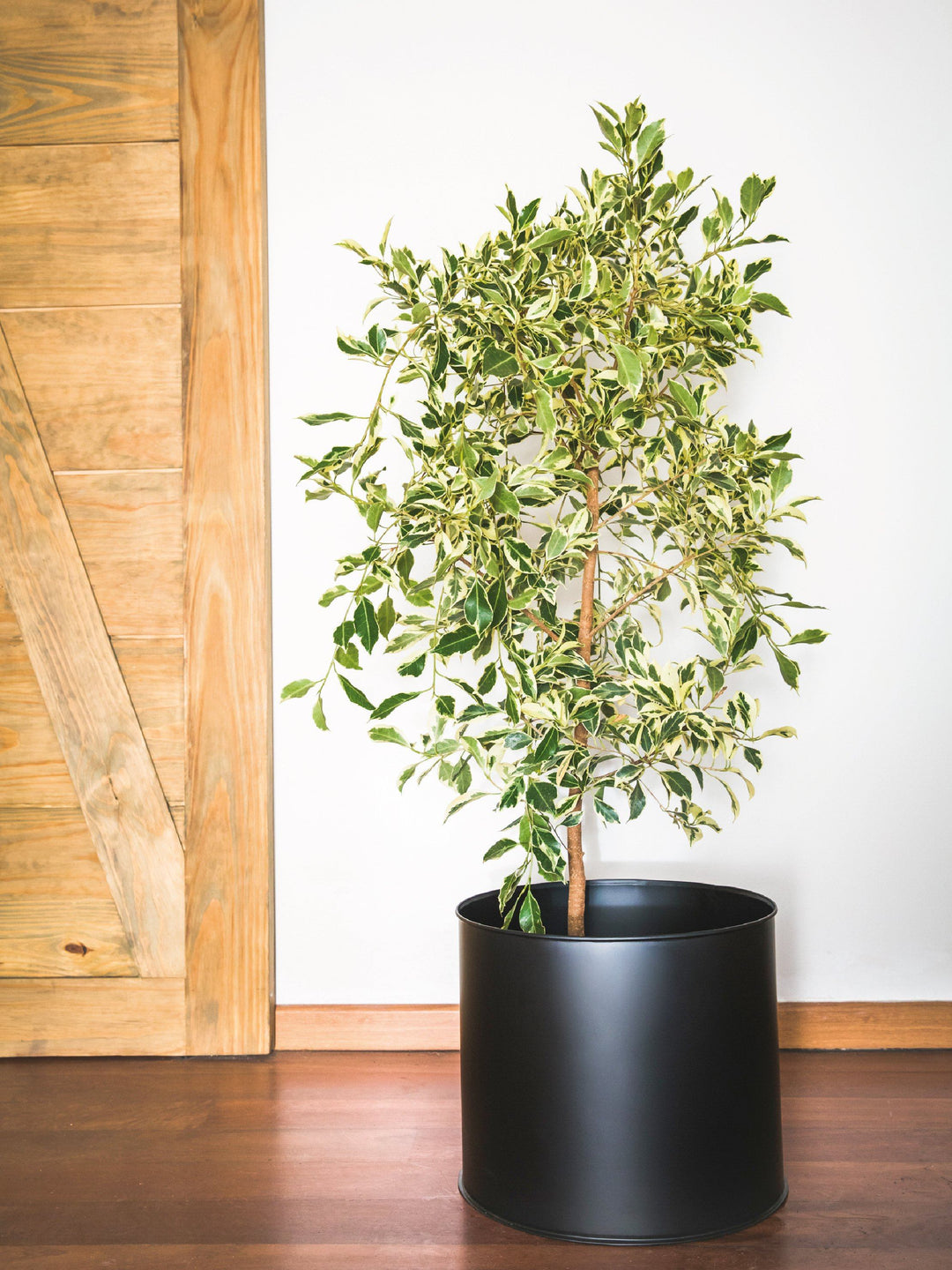 Esteban (Ficus Español) L