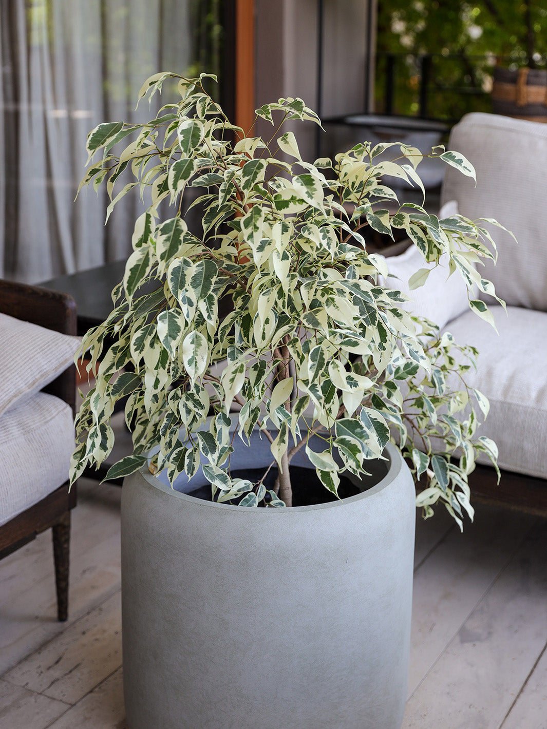 Hawaii XL (Ficus Hawaii)