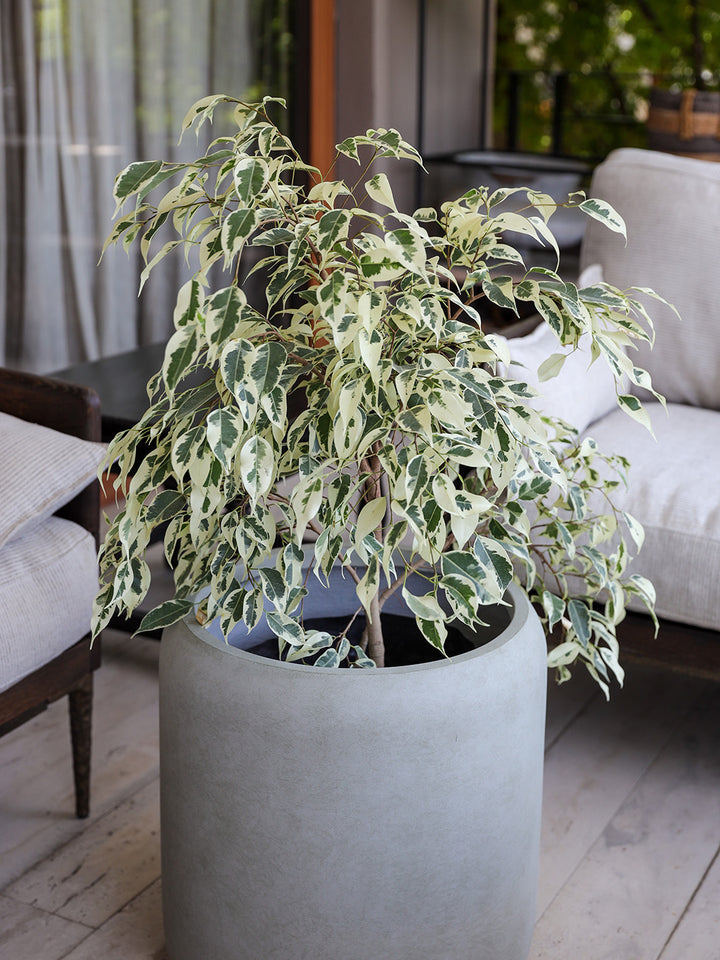 Hawaii XL (Ficus Hawaii)