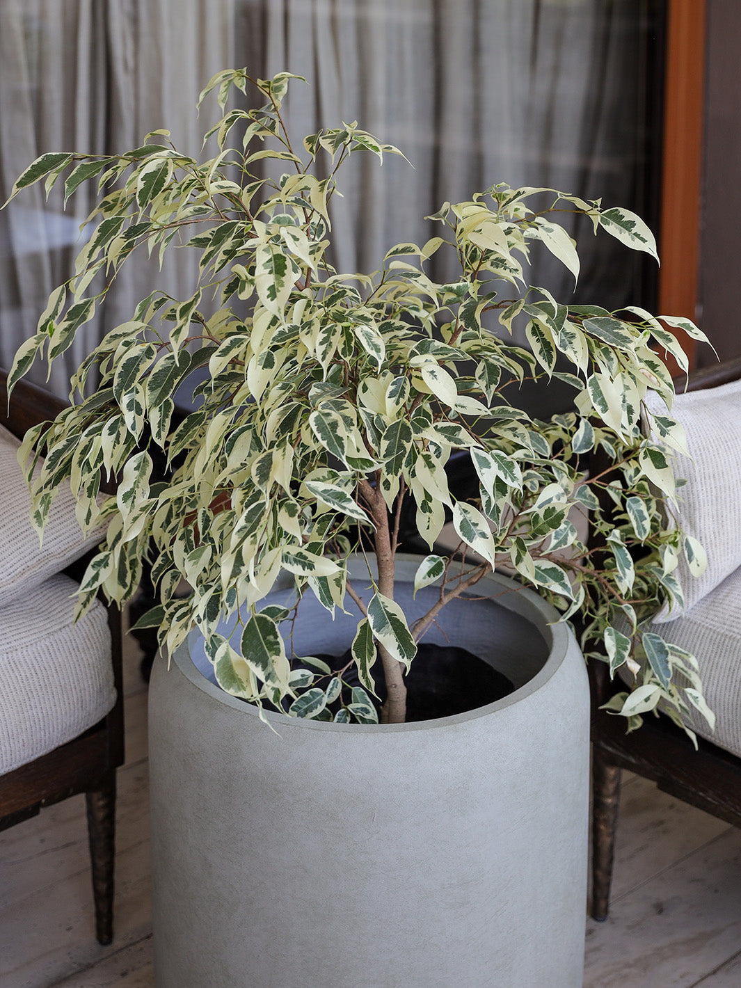 Hawaii XL (Ficus Hawaii)
