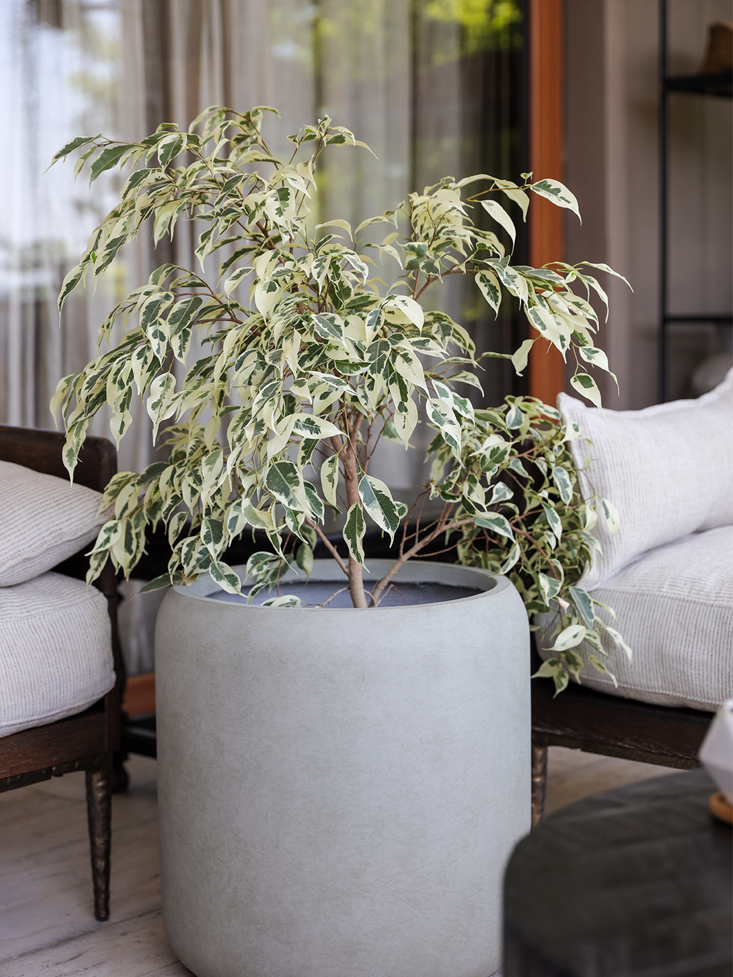 Hawaii XL (Ficus Hawaii)