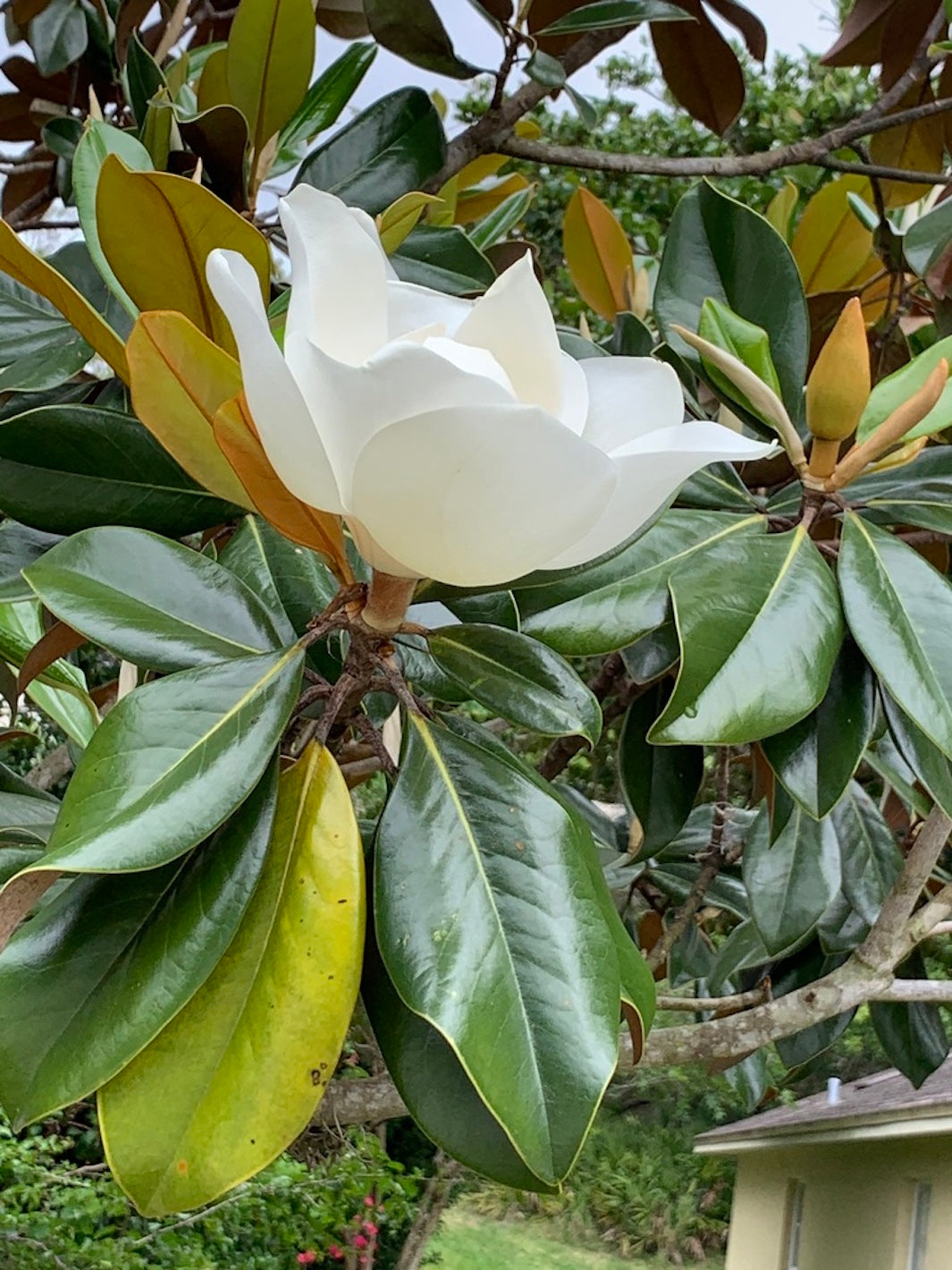 Magnolio Grandiflora XXL