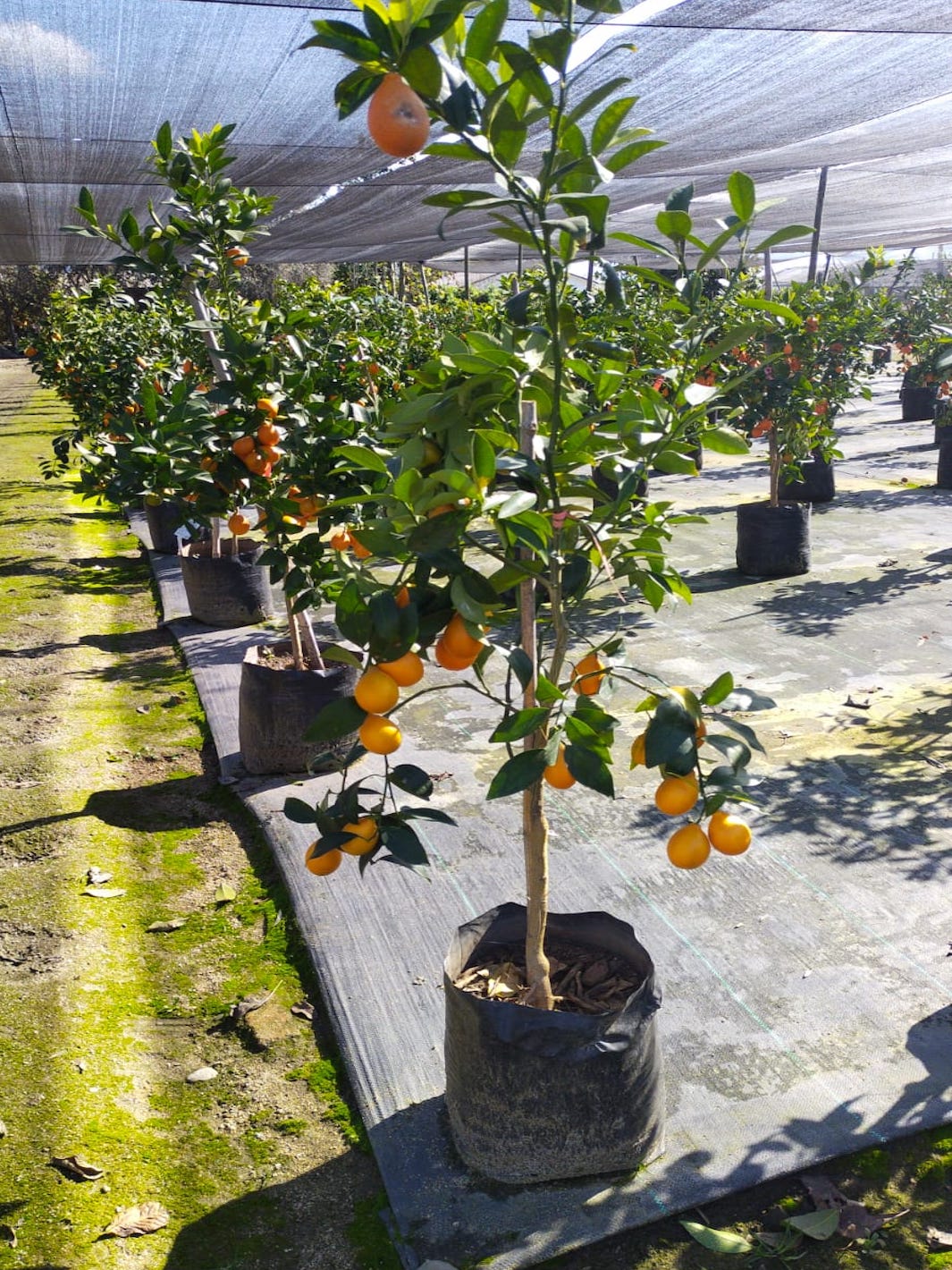 Mandarinquat | PlantMe Chile