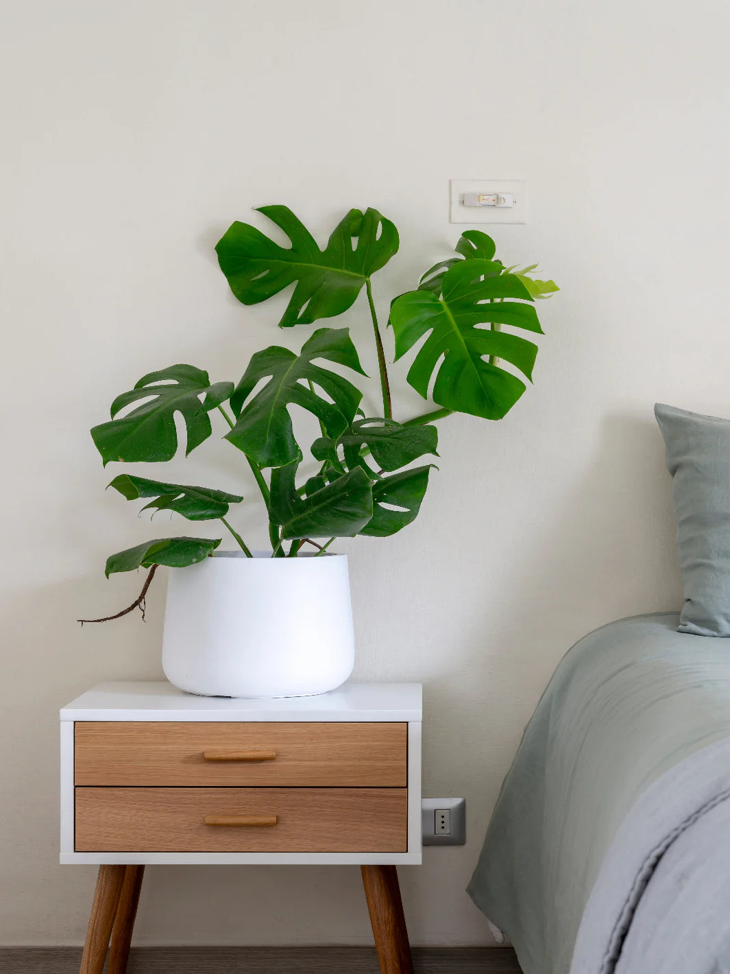 Mariana L (Monstera Deliciosa)