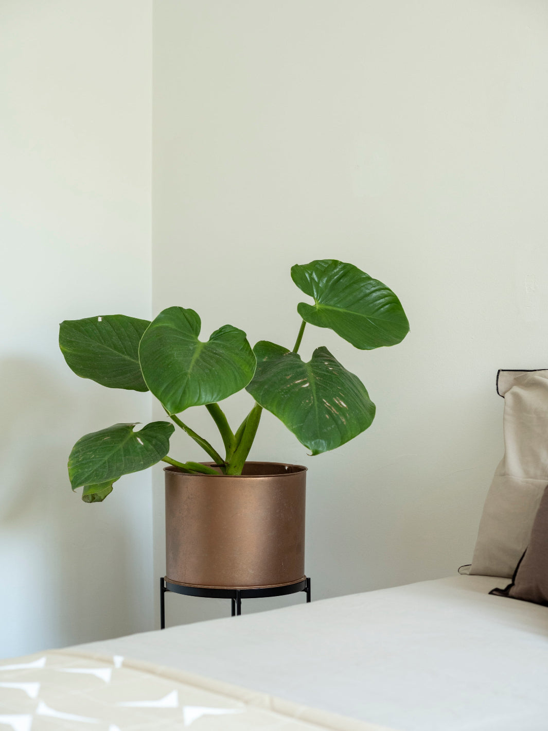 philodendron fragans Frank (Philodendro Fragans) – PlantMe Chile
