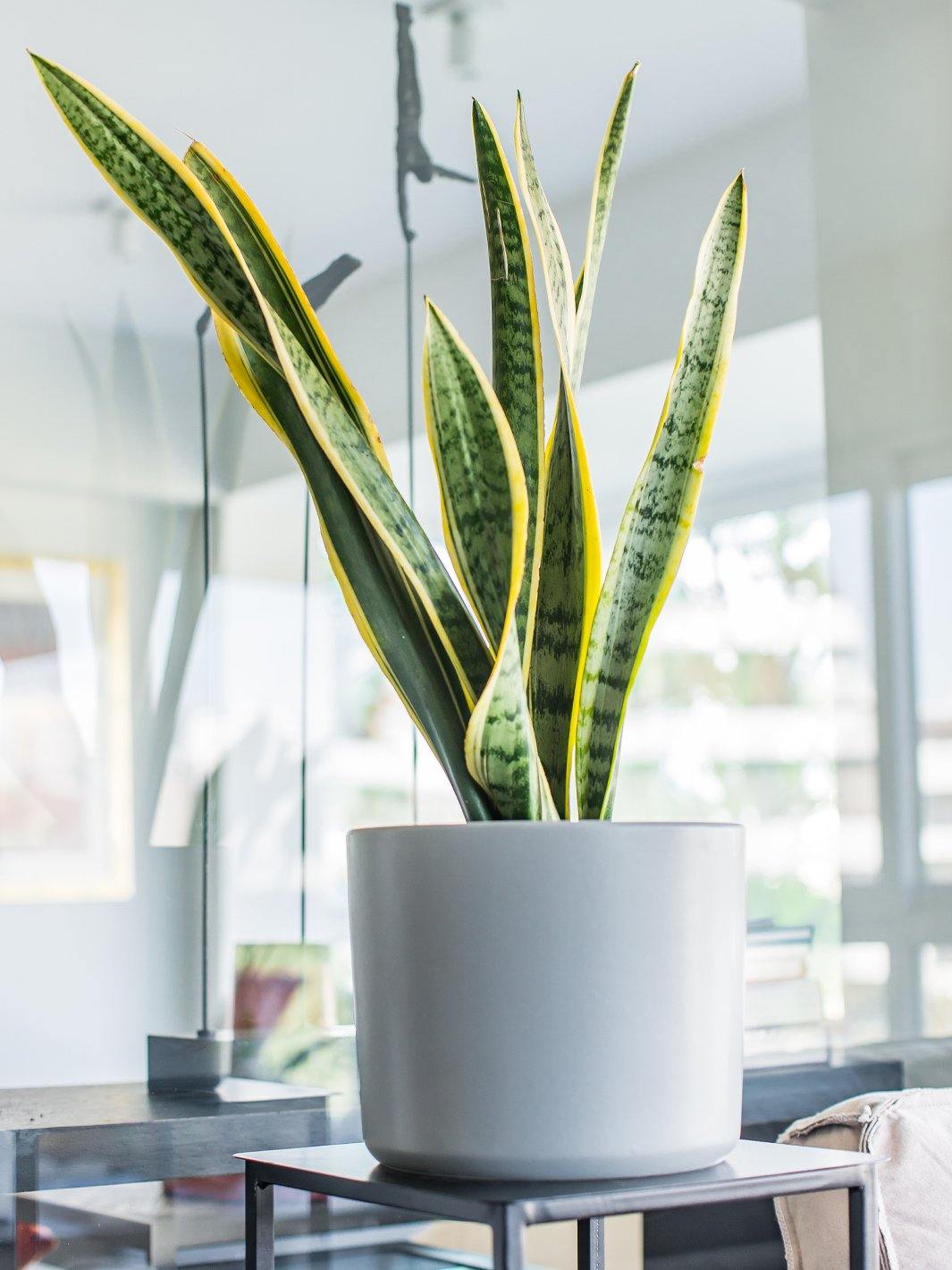 Susan XL (Sansevieria)
