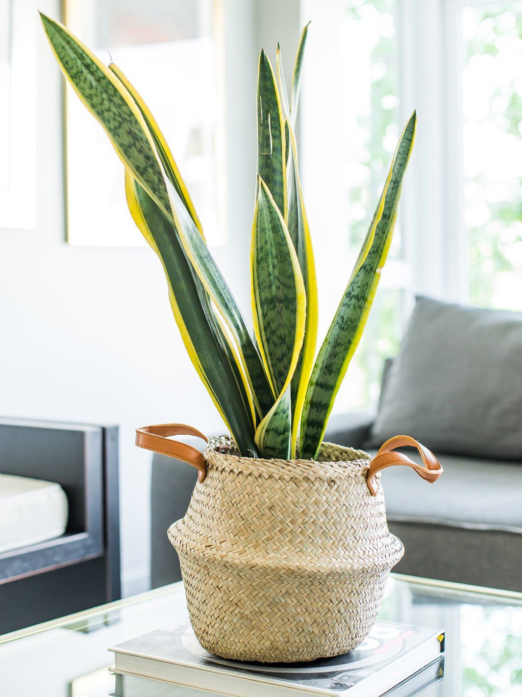 Susan XL (Sansevieria)