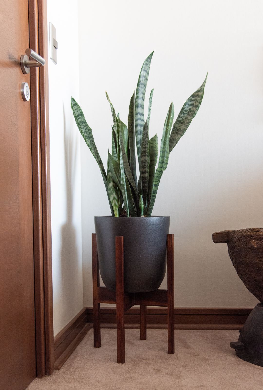Susan XL (Sansevieria)