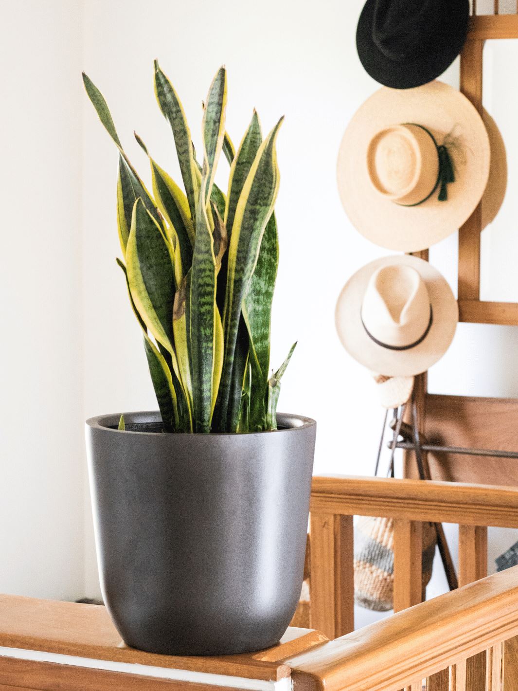 Susan XL (Sansevieria)
