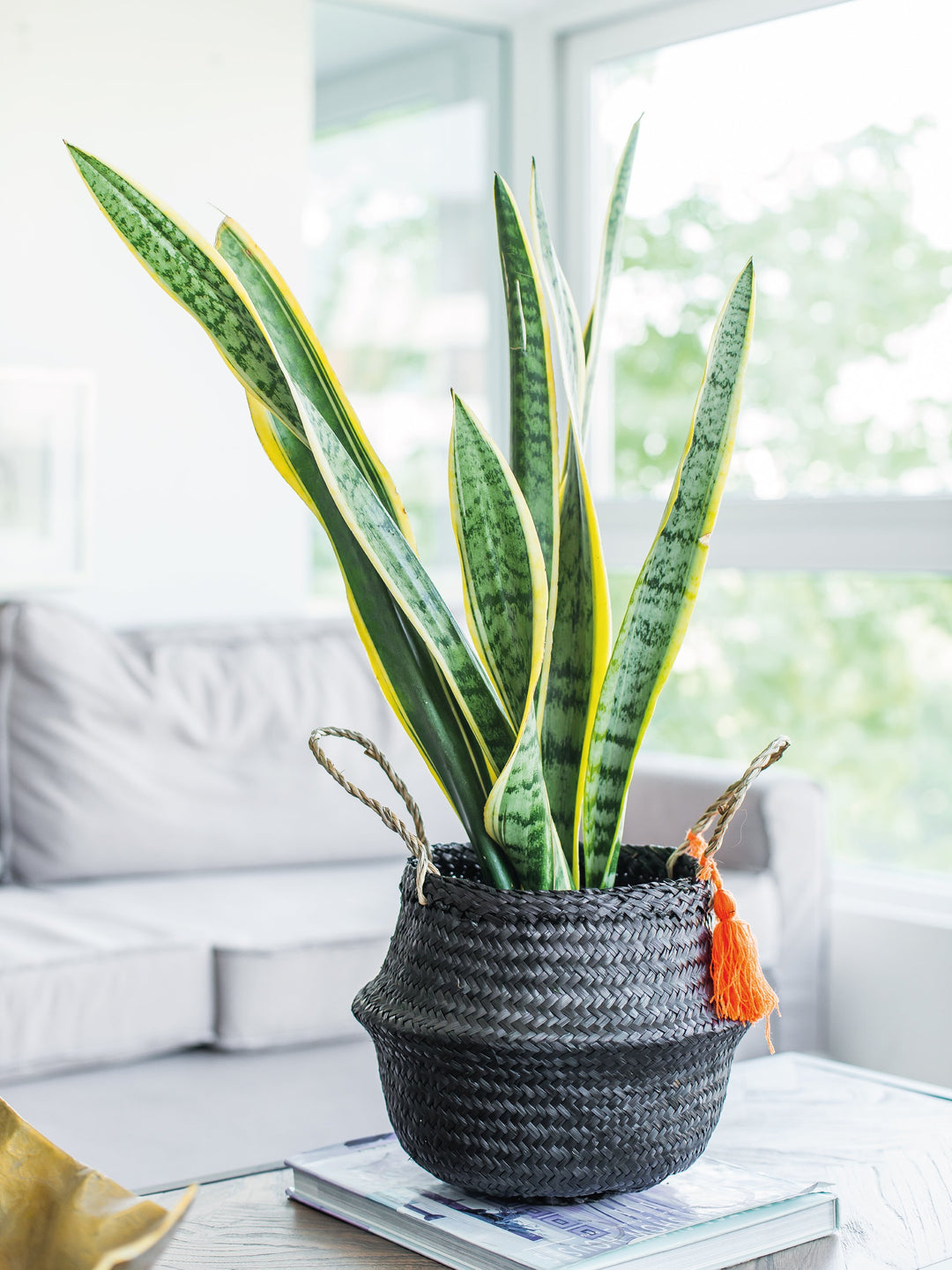 Susan XL (Sansevieria)