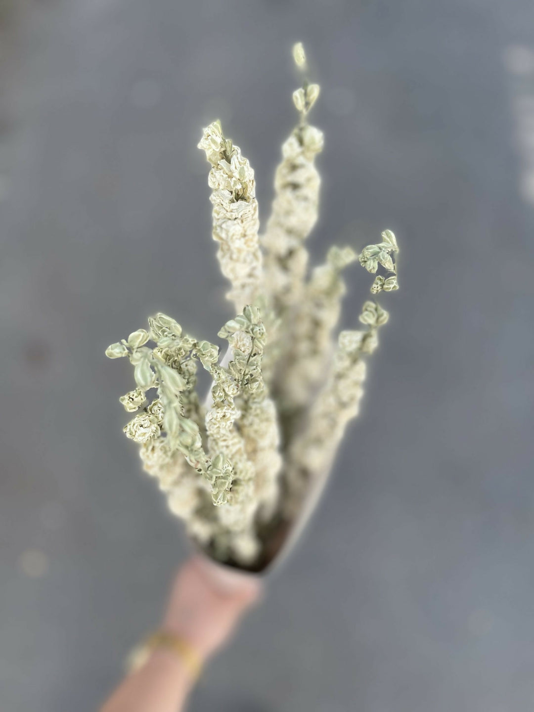 Delphinium Blanco Seco