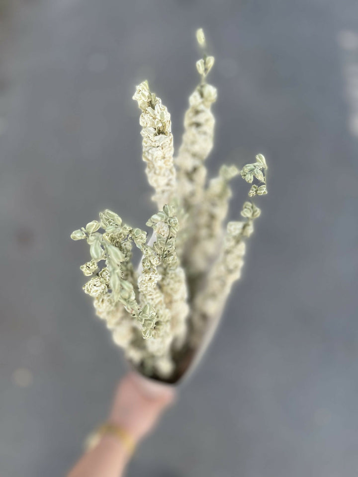 Delphinium Blanco Seco