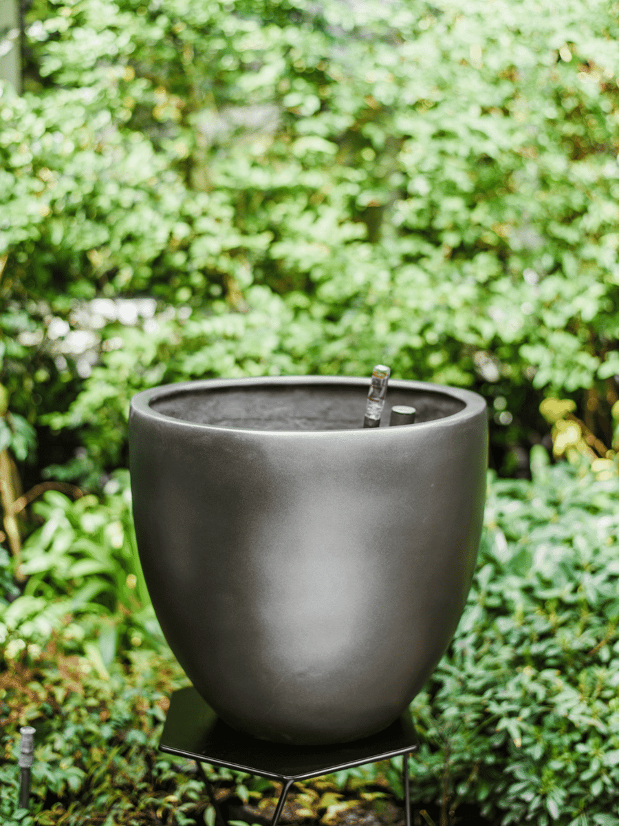 Inca Grafito (Autorregante XXL) PlantMe Chile