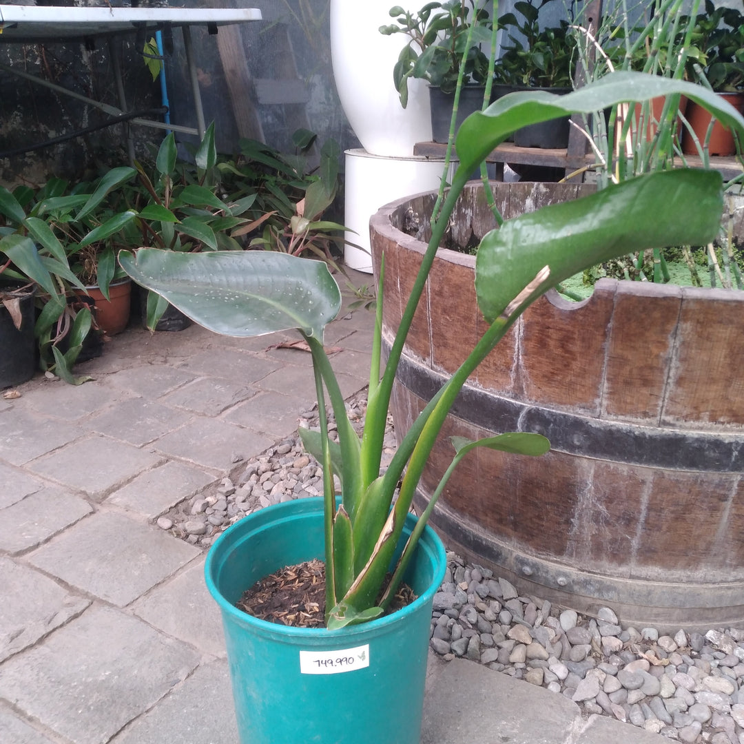 Nicolas M (Strelitzia Nicolai)