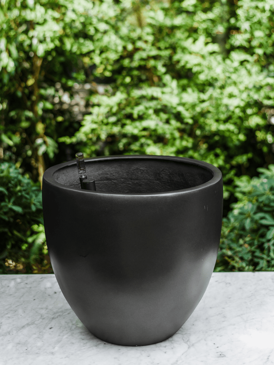 Inca Negro (Autorregante XL) PlantMe Chile