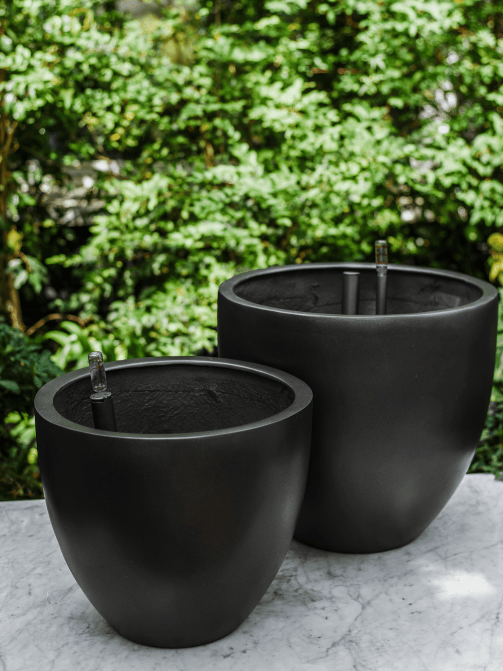 Inca Negro (Autorregante XL) PlantMe Chile