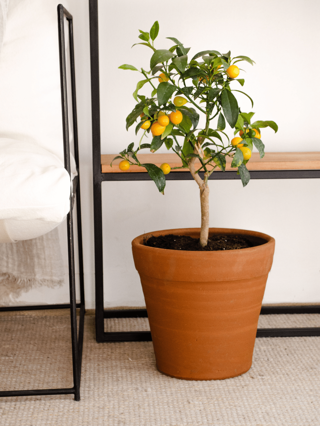 Karin L (Kumquat)