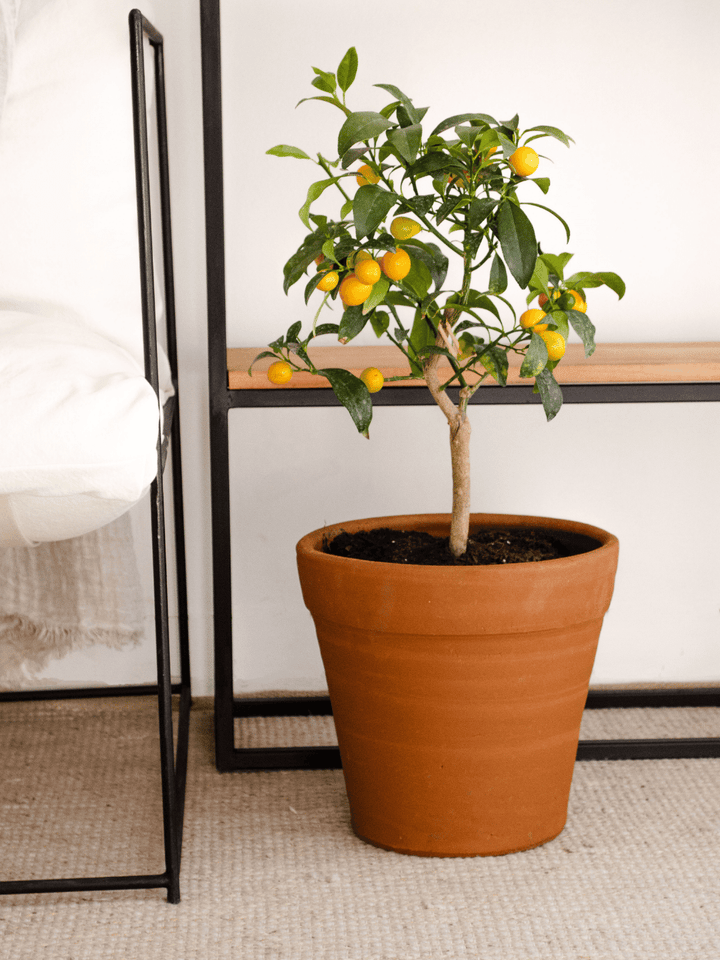 Karin L (Kumquat)