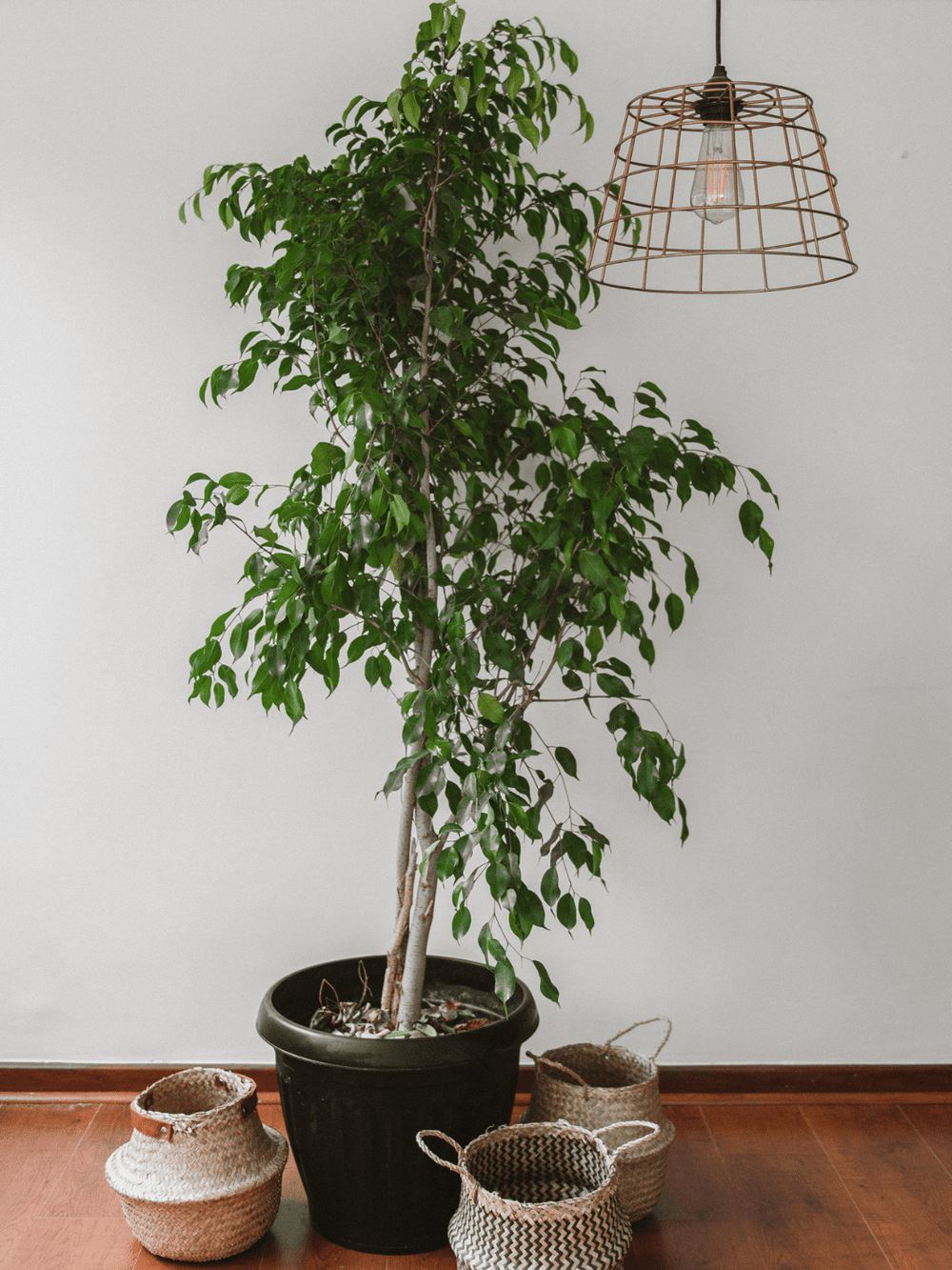 Bill XXL (Ficus Benjamina) Plant Me