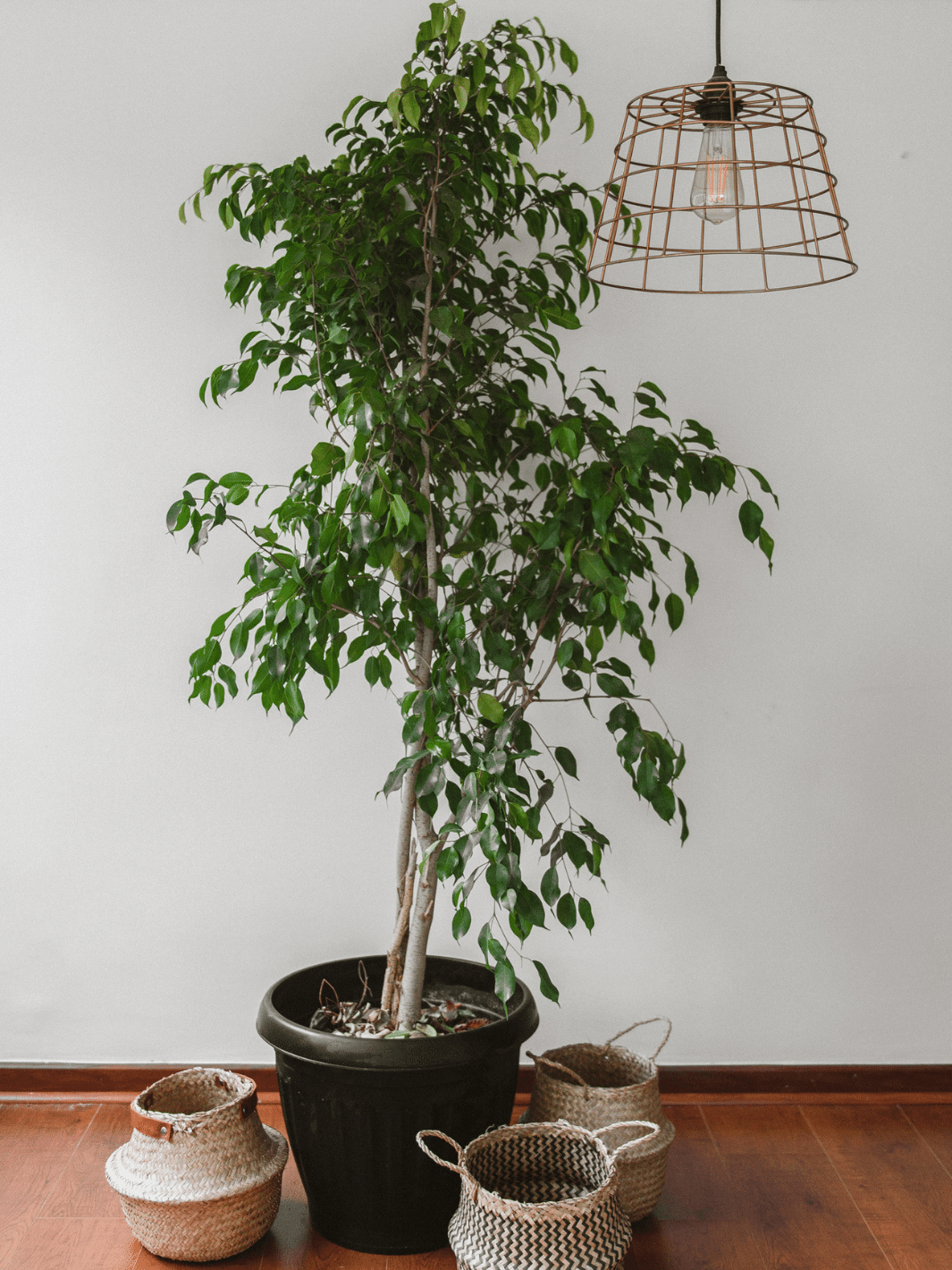 Bill XXL (Ficus Benjamina) Plant Me