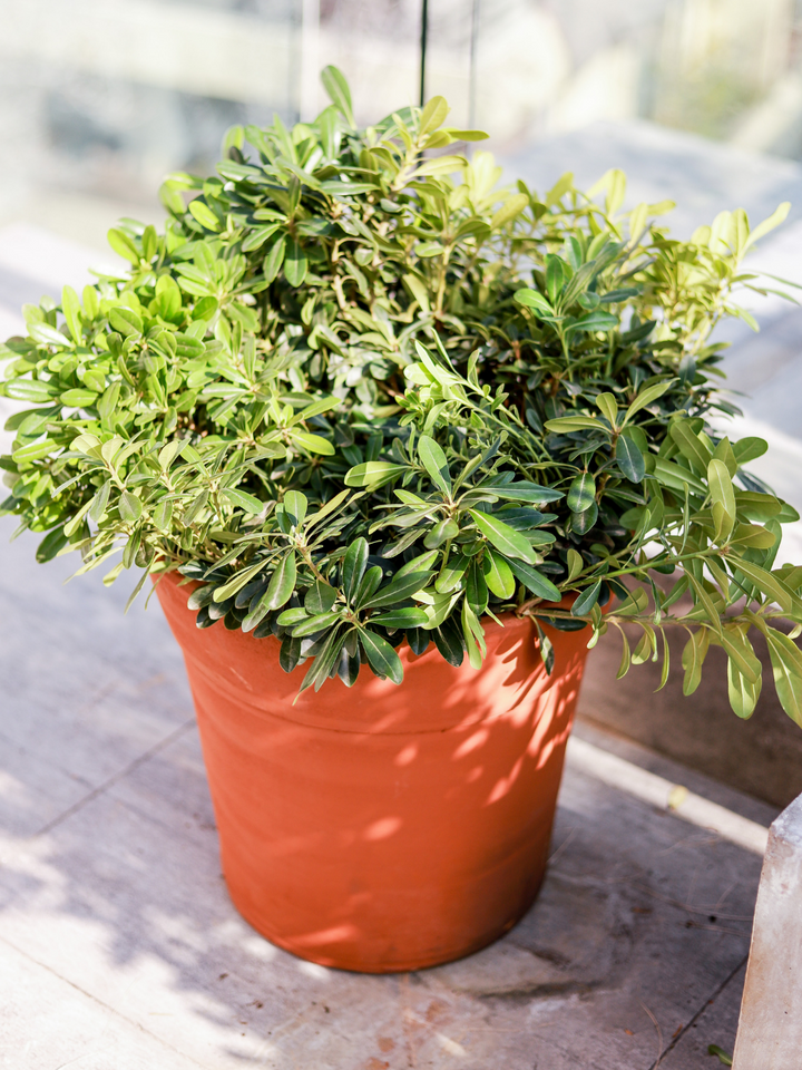 Tito L (Pittosporum Tobira Enano)