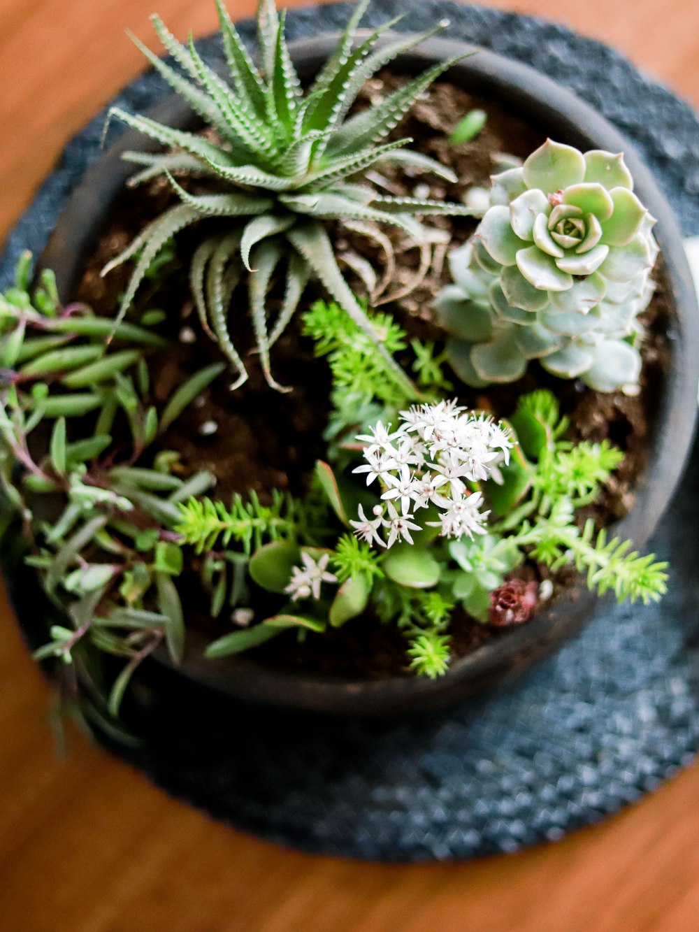 Fuente De Suculentas Plant Me